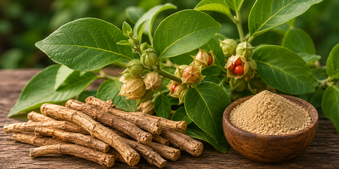 Unlocking the Power of Ashwagandha with Jindal Herbals